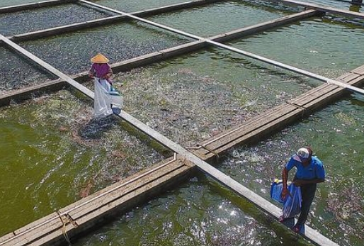 总磷超标在水产养殖所带来的危害和影响